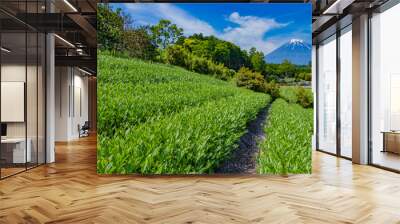 静岡県富士市　富士山と茶畑 Wall mural